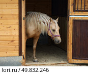 Young Cremello pony with long mane, portrait against wooden stable. Пони изабеллововой масти с длинной гривой, портрет на фоне деревянной конюшни. Стоковое фото, фотограф Михаил Кондрашов / Фотобанк Лори