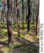 Dancing forest on a sunny day in Courish Split , Kaliningrad region, Russia. Редакционное фото, фотограф Татьяна Кахилл / Фотобанк Лори