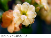 Succus Kalanchoes. macro. Стоковое фото, агентство Ingram Publishing / Фотобанк Лори