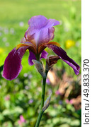 beautiful flower two-colored iris. closeup. Стоковое фото, агентство Ingram Publishing / Фотобанк Лори