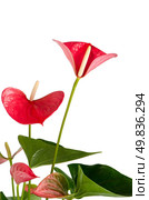 Beautiful Anthedesia anthurium on white background. Стоковое фото, агентство Ingram Publishing / Фотобанк Лори