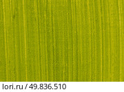 Green painted wood board background. Стоковое фото, агентство Ingram Publishing / Фотобанк Лори