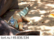 Big lizard near a tree root looking forward. Стоковое фото, агентство Ingram Publishing / Фотобанк Лори