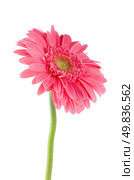 Pink gerbera daisy flower isolated on white background. Стоковое фото, агентство Ingram Publishing / Фотобанк Лори