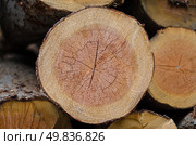 Stack of tree stump for background. Стоковое фото, агентство Ingram Publishing / Фотобанк Лори