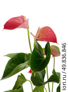 Beautiful Anthedesia anthurium on white background. Стоковое фото, агентство Ingram Publishing / Фотобанк Лори