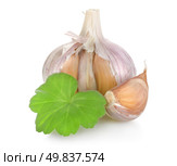 Raw garlic isolated on a white background. Стоковое фото, агентство Ingram Publishing / Фотобанк Лори