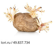 An over ripe sprouting potato on a pure white background. Стоковое фото, агентство Ingram Publishing / Фотобанк Лори