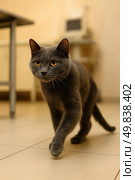A photo of an elegant grey cat with yellow eyes walking across a light tiled floor in what appears to be a veterinary clinic or office. The cat is focused, his steps are confident, and his eyes are directed forward. In the background are blurred interior objects, including a metal table and equipment. The image is done in a warm color scheme and conveys a sense of calm, confidence, and curiosity. Great for materials about pets, veterinary medicine, pet care, and pet products. Стоковое AI-изображение, AI-художник Анна Кривицкая / Фотобанк Лори
