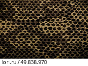 Closeup of snake Skin Leather Texture. Стоковое фото, агентство Ingram Publishing / Фотобанк Лори