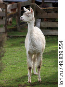 young lama in farm with green grass. Стоковое фото, агентство Ingram Publishing / Фотобанк Лори