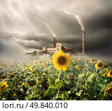 Field of sunflowers on a background of a plant. Стоковое фото, агентство Ingram Publishing / Фотобанк Лори