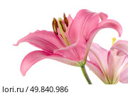 Beautiful pink lilies isolated on white background. Стоковое фото, агентство Ingram Publishing / Фотобанк Лори