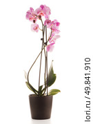 Pink orchid in a white flowerpot on dark background. Стоковое фото, агентство Ingram Publishing / Фотобанк Лори