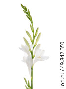 A fragment of white lilies ’ bunch on a white background. zephyranthes candida. Стоковое фото, агентство Ingram Publishing / Фотобанк Лори