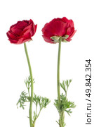 Beautiful red eustoma isolated on white background. Стоковое фото, агентство Ingram Publishing / Фотобанк Лори