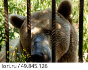 Бурый медведь а заповеднике в Адыгее. Стоковое фото, фотограф Татьяна Новикова / Фотобанк Лори