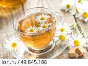Chamomile tea. Стоковое фото, агентство Ingram Publishing / Фотобанк Лори