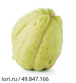Chayote also known as chow chow and Chu Chu isolated on white. Стоковое фото, агентство Ingram Publishing / Фотобанк Лори