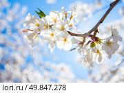 Sakura cherry Blossoms with sun beam. Стоковое фото, агентство Ingram Publishing / Фотобанк Лори