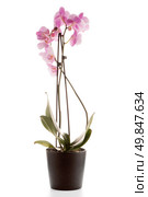 Pink orchid in a white flowerpot on dark background. Стоковое фото, агентство Ingram Publishing / Фотобанк Лори