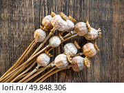 Poppy heads. Стоковое фото, агентство Ingram Publishing / Фотобанк Лори