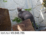 cat muzzle looking. Our pets. Стоковое фото, агентство Ingram Publishing / Фотобанк Лори