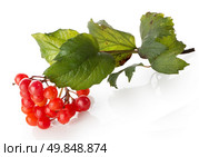 Bunch of ripe viburnum isolated on a white background. Стоковое фото, агентство Ingram Publishing / Фотобанк Лори