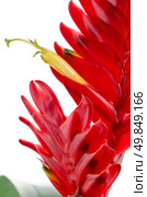 Red bromelia flower on white background. Стоковое фото, агентство Ingram Publishing / Фотобанк Лори