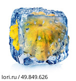 Gourd in ice cube isolated on white. Стоковое фото, агентство Ingram Publishing / Фотобанк Лори