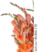 Beautiful lilies isolated on white background. Стоковое фото, агентство Ingram Publishing / Фотобанк Лори