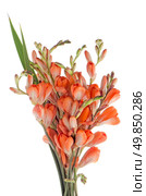 Beautiful lilies isolated on white background. Стоковое фото, агентство Ingram Publishing / Фотобанк Лори