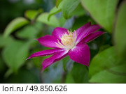 beautiful purple flower clematis. close-up. Стоковое фото, агентство Ingram Publishing / Фотобанк Лори