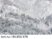 Beautiful Snowfall winter landscape with snow covered trees. Стоковое фото, агентство Ingram Publishing / Фотобанк Лори