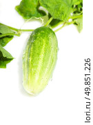 green cucumber on a white background. Стоковое фото, агентство Ingram Publishing / Фотобанк Лори
