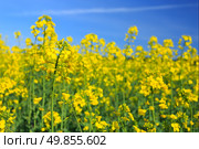 Rapseed. Стоковое фото, агентство Ingram Publishing / Фотобанк Лори