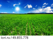 Green field and blue sky. Стоковое фото, агентство Ingram Publishing / Фотобанк Лори