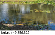 Wild monitor lizard in a tropical pond. A reptile salvator varanus near the shore. Back above the water, head up. Leaves and flowers of water lilies on the surface. Malaysia. Borneo. Kota Kinabalu. Стоковое фото, фотограф Вера Ивановна Кубарева / Фотобанк Лори