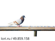Pigeon is going to eat a pieces of bread. Стоковое фото, агентство Ingram Publishing / Фотобанк Лори