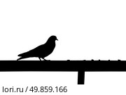 Pigeon is going to eat a pieces of bread. Стоковое фото, агентство Ingram Publishing / Фотобанк Лори