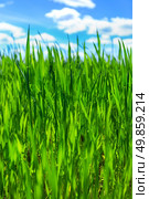 Grass and blue sky. Стоковое фото, агентство Ingram Publishing / Фотобанк Лори