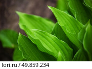 leaves of beautiful plant hosts with drops of rain. background outdoors. Стоковое фото, агентство Ingram Publishing / Фотобанк Лори