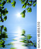 Sun, leafs and water reflection. Element of design. Стоковое фото, агентство Ingram Publishing / Фотобанк Лори