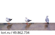 Three sea gulls. Isolated objects. Стоковое фото, агентство Ingram Publishing / Фотобанк Лори