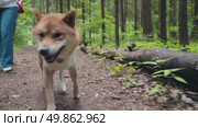 Woman on a walk with a Shiba Inu dog. Стоковое видео, видеограф Igor Skripachev / Фотобанк Лори