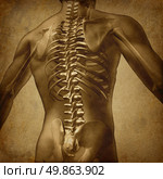 Human back medical document an old vintage grunge parchment texture for backache and back pain with an upper torso body skeleton with spine and vertebral column as a medical health care concept. Стоковое фото, агентство Ingram Publishing / Фотобанк Лори