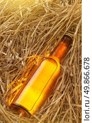 Beer bottle in the stack of hay. Without label. Стоковое фото, агентство Ingram Publishing / Фотобанк Лори