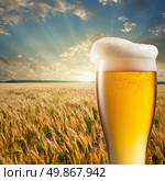 Glass of beer against wheat field and sunset. Стоковое фото, агентство Ingram Publishing / Фотобанк Лори
