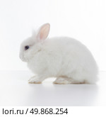 White rabbit isolated on white background. Стоковое фото, агентство Ingram Publishing / Фотобанк Лори