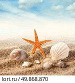 Sea shells on the sand against blue sky. Стоковое фото, агентство Ingram Publishing / Фотобанк Лори